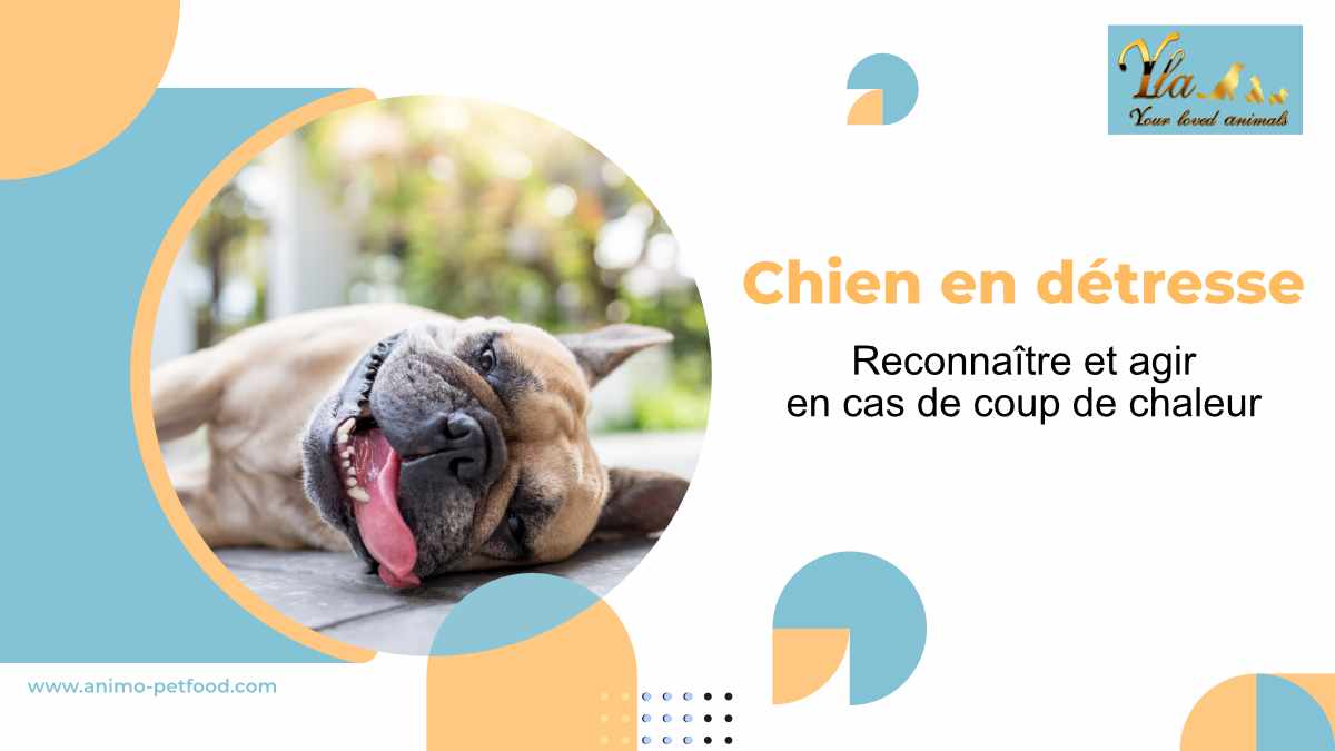 comment-agir-en-cas-de-coup-de-chaleur-chez-le-chien